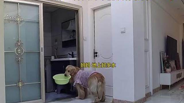 上班前停水了忘关水龙头了 小狗在家急的用盆接水