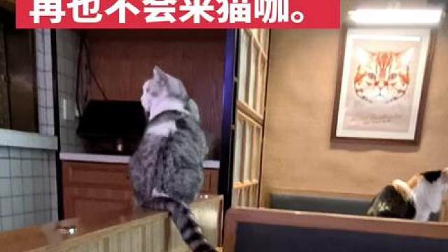 猫咖