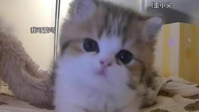 打开监控看小奶猫 要被萌哭了！