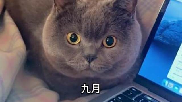 萌宠