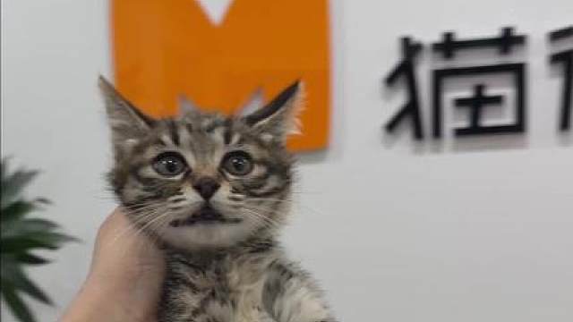 猫德学院五周年校庆