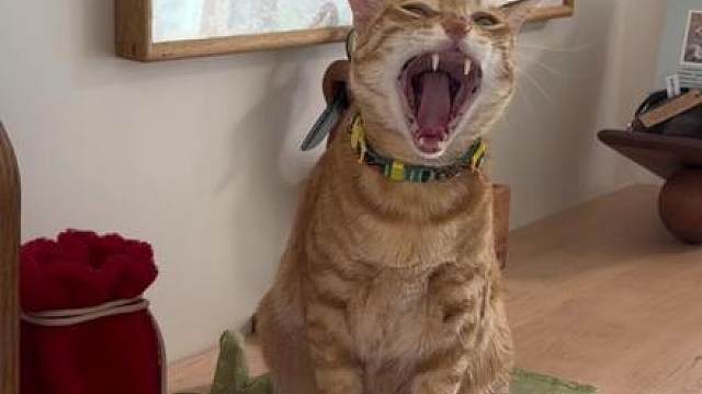 小咪：这个家我一刻也呆不下去了！