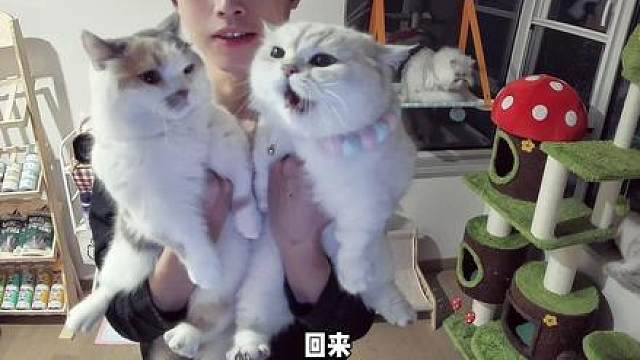 世子之争 向来如此