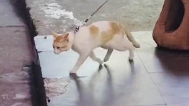 《 迈克杰克喵 》