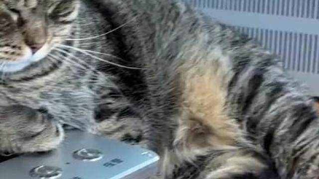 猫猫队为主人抵债蹲两年大牢，到头来被法拍
