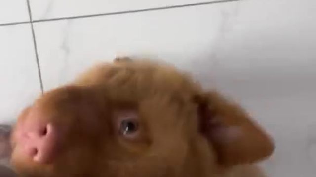 s狗狗