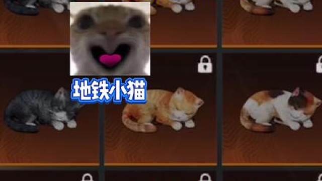 宠物猫详细点位教学