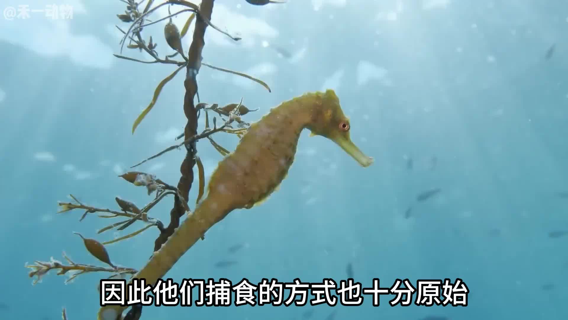 唯一由雄性生育后代的动物，海马！