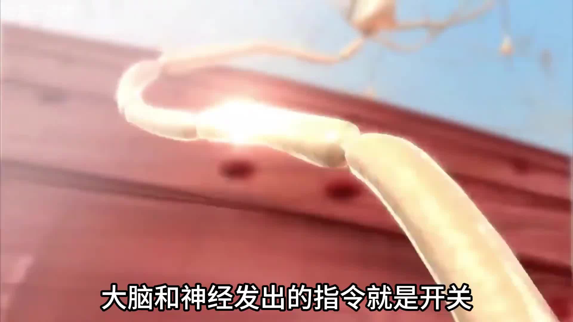 晕倒羊随时随地都会晕倒，它是怎么活下来的？