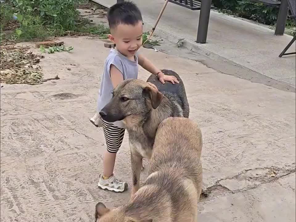 狗：有时候真想离家出走~