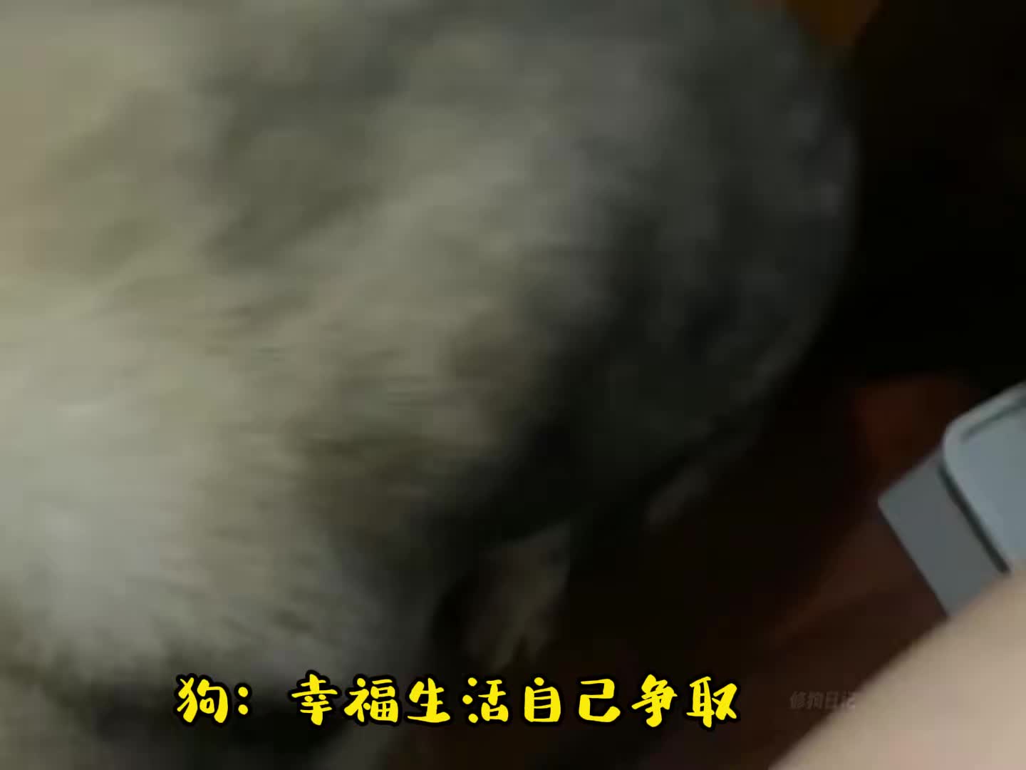 那些令人哭笑不得的狗子~