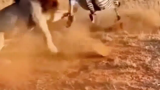 在拉就拉掉了