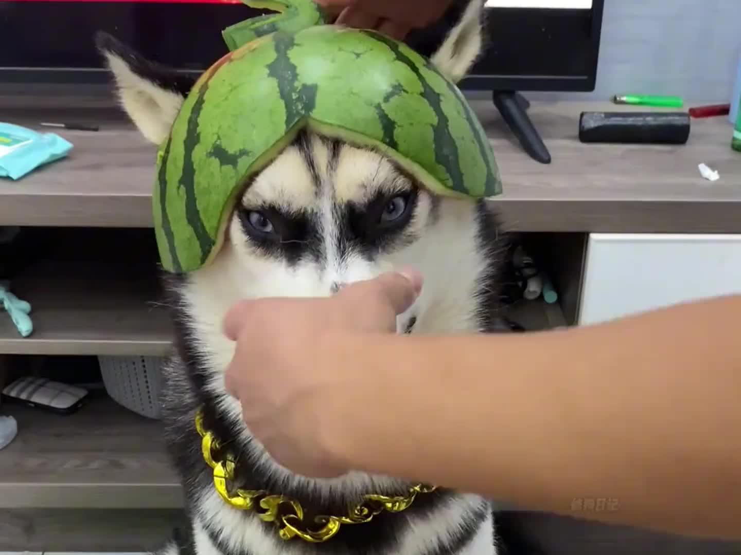 有些狗子瞧着就不大聪明~
