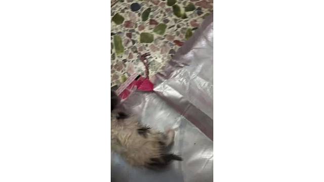 跳蚤药