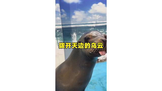 和海狮拨开天空的乌云~