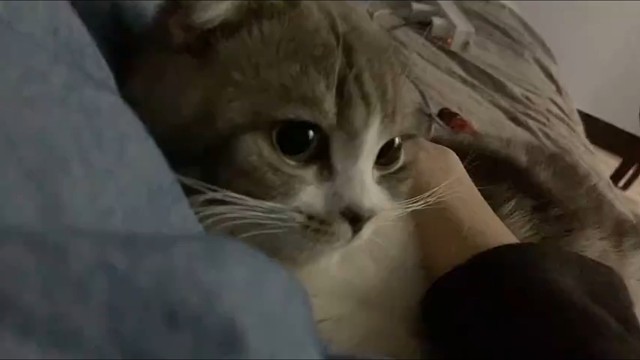 世界破破烂烂 小猫缝缝补补