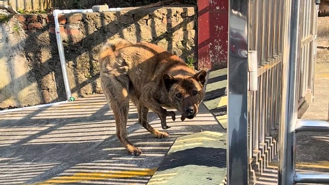 这是什么犬