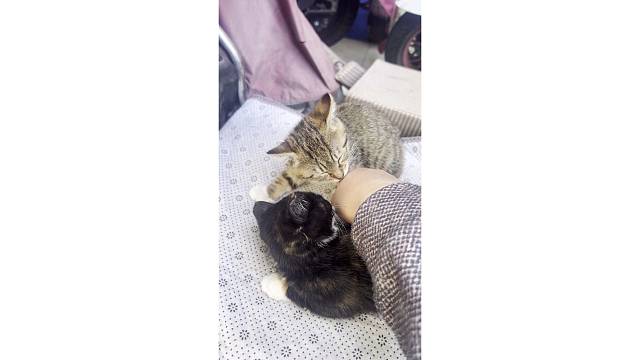 活的