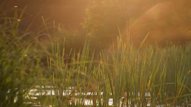 风停在旧时光里