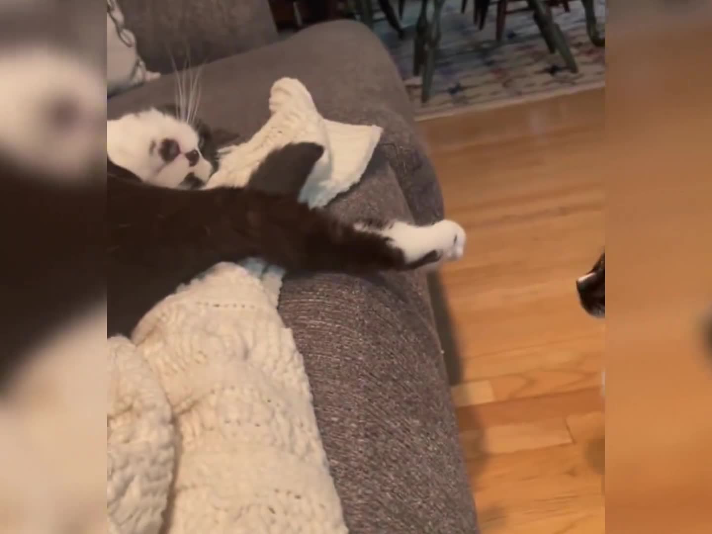 奶牛猫就是神经猫