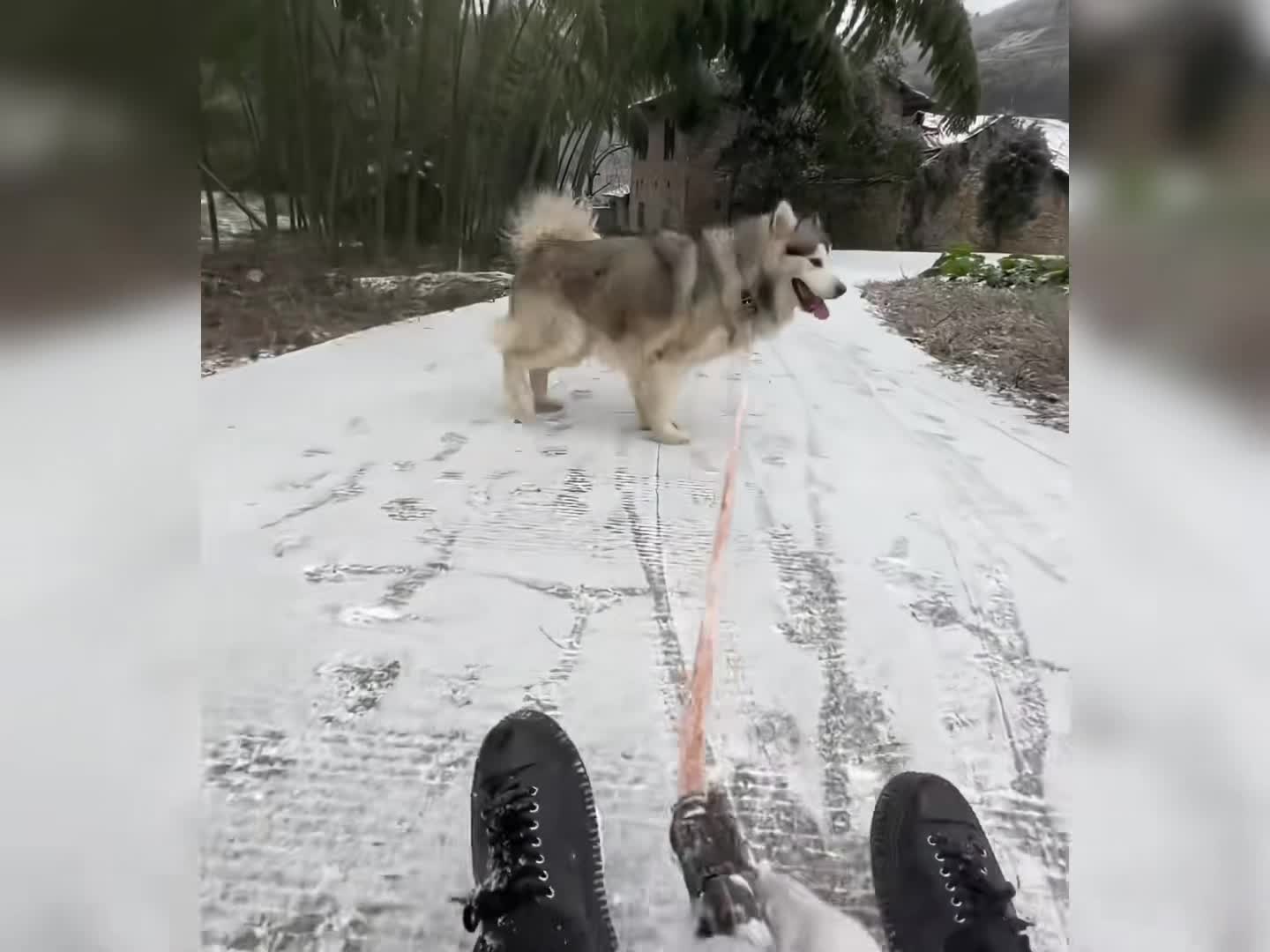 狗狗是生活的解药