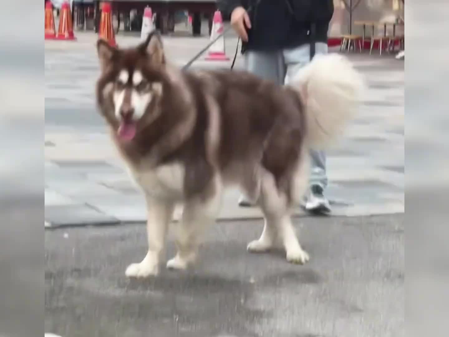 阿拉斯加怎么就这么萌呢