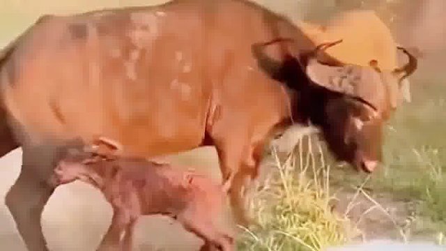 野牛大战狮子