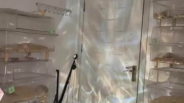糟糕，鼠鼠这回真的遇上了猫