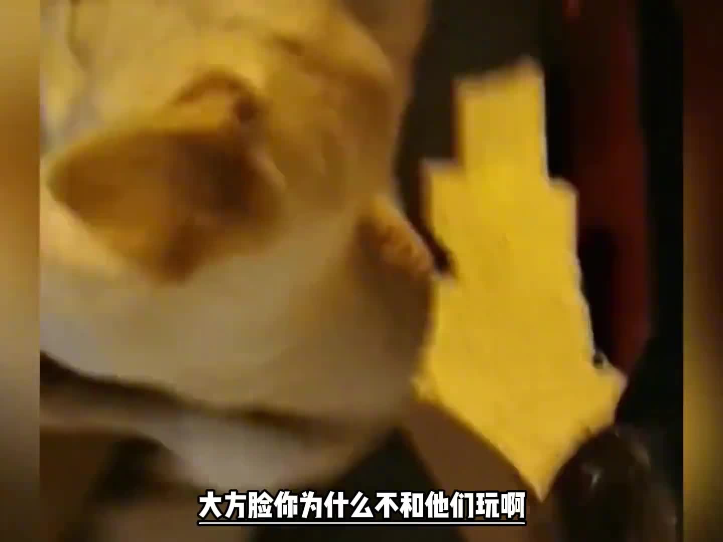 狗子的迷惑行为
