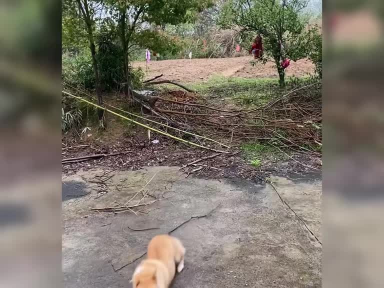 狗狗回村后释放天性