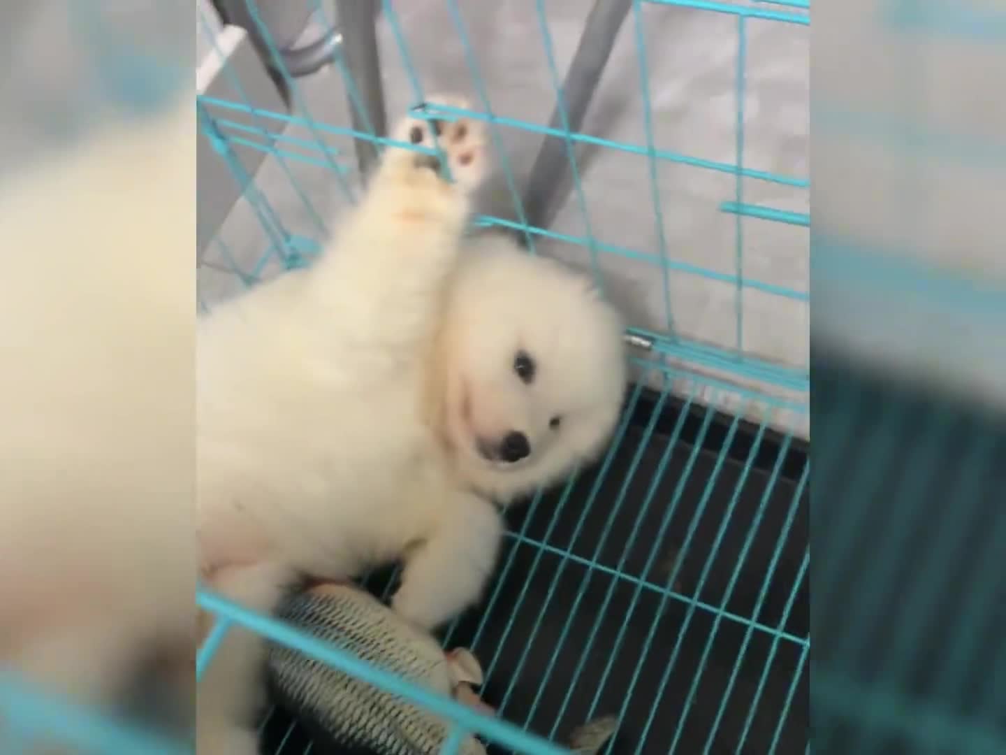这样的小奶狗谁能拒绝啊