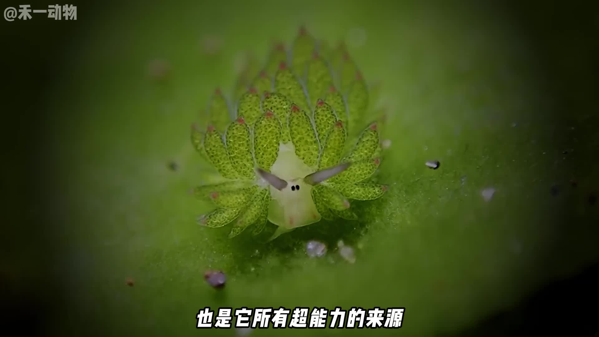 能进行光合作用的动物，叶羊！