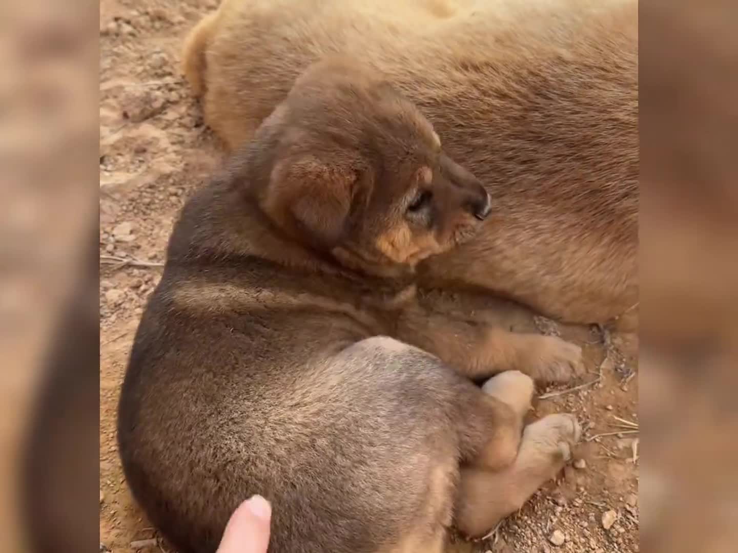 “稻香配狗听完顺走”