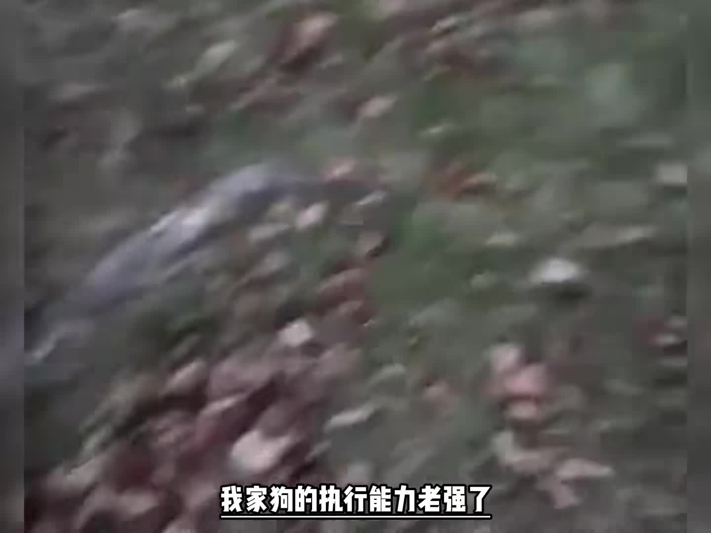 养狗的乐趣