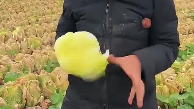 精品娃娃菜