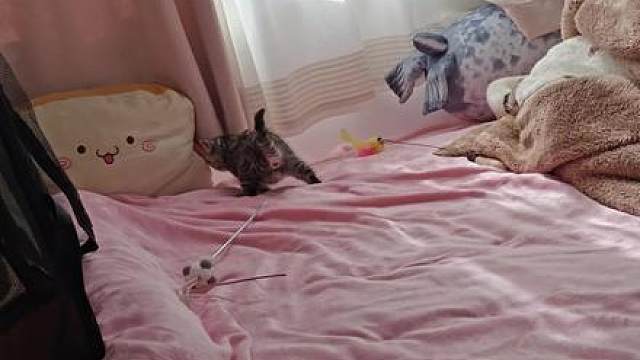 把少爷放出来丸惹