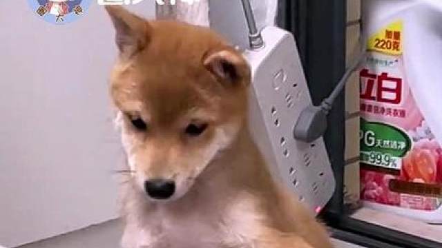 狗子拒绝了你的握手请求！！