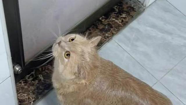 实心超级大胖猪