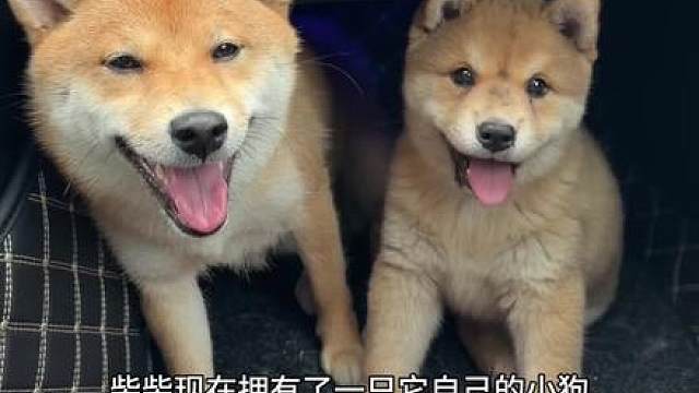 狗狗也会因为孤单而难受，它们也想要陪伴。