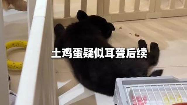 倒霉熊不是停播了吗？怎么养一个聋一个啊！