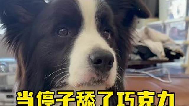 在大家心目中，停子是什么样的小狗