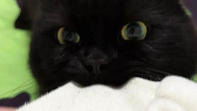 小猫咪上班摸鱼被我逮到啦！