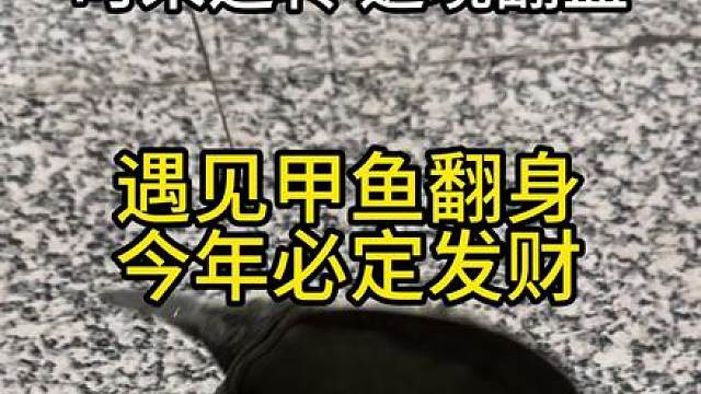 遇见甲鱼翻身，今年必定发财，时来运转，逆尽翻盘