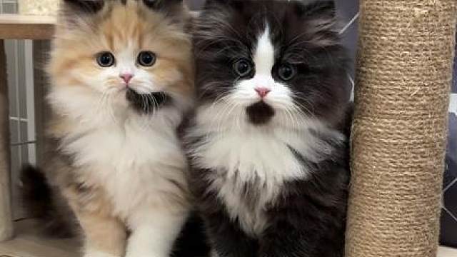 两个接线员小猫咪在线为您服务