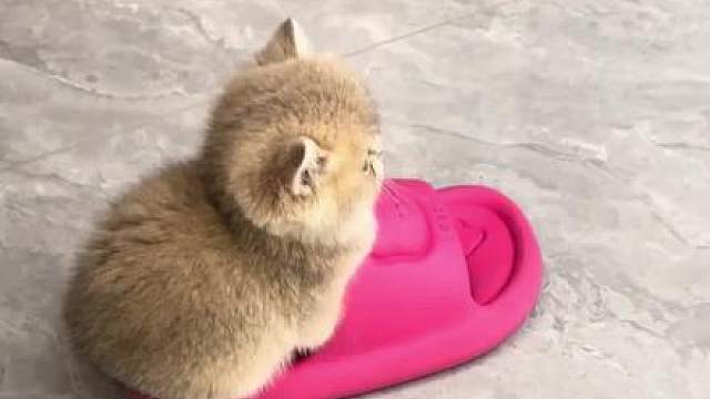 圆头圆脑金渐层