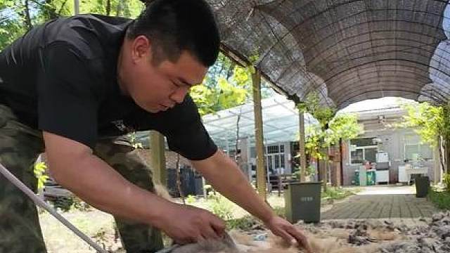 此次推毛口头表扬小皮，虽然还是呜呜喳喳，但比着前几年好多了
