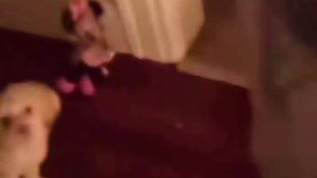 外网爆火视频，半夜诡异的狗狗，主人大喊你根本不是我的狗！