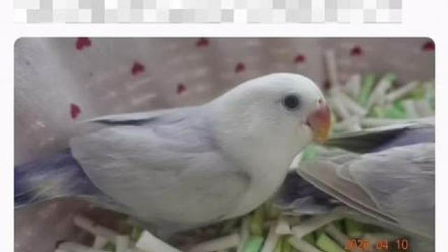 在某鱼看到一只牡丹鹦鹉，感冒了免费送？