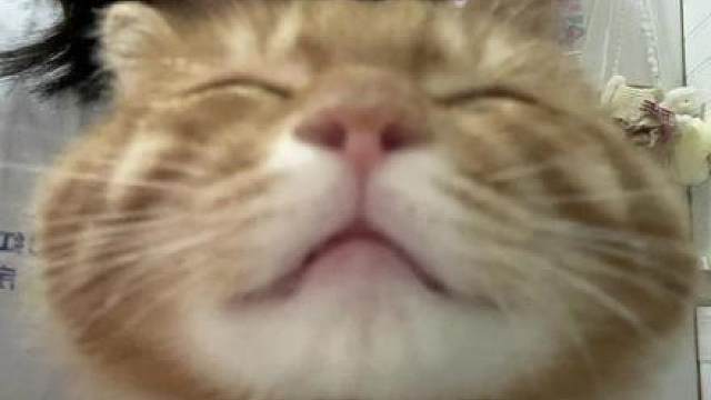 咪咪我呀 连眉毛都是兔子形状的呢