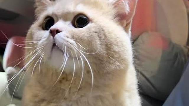 小猫：我chovy 母猫给我找性格好的啊